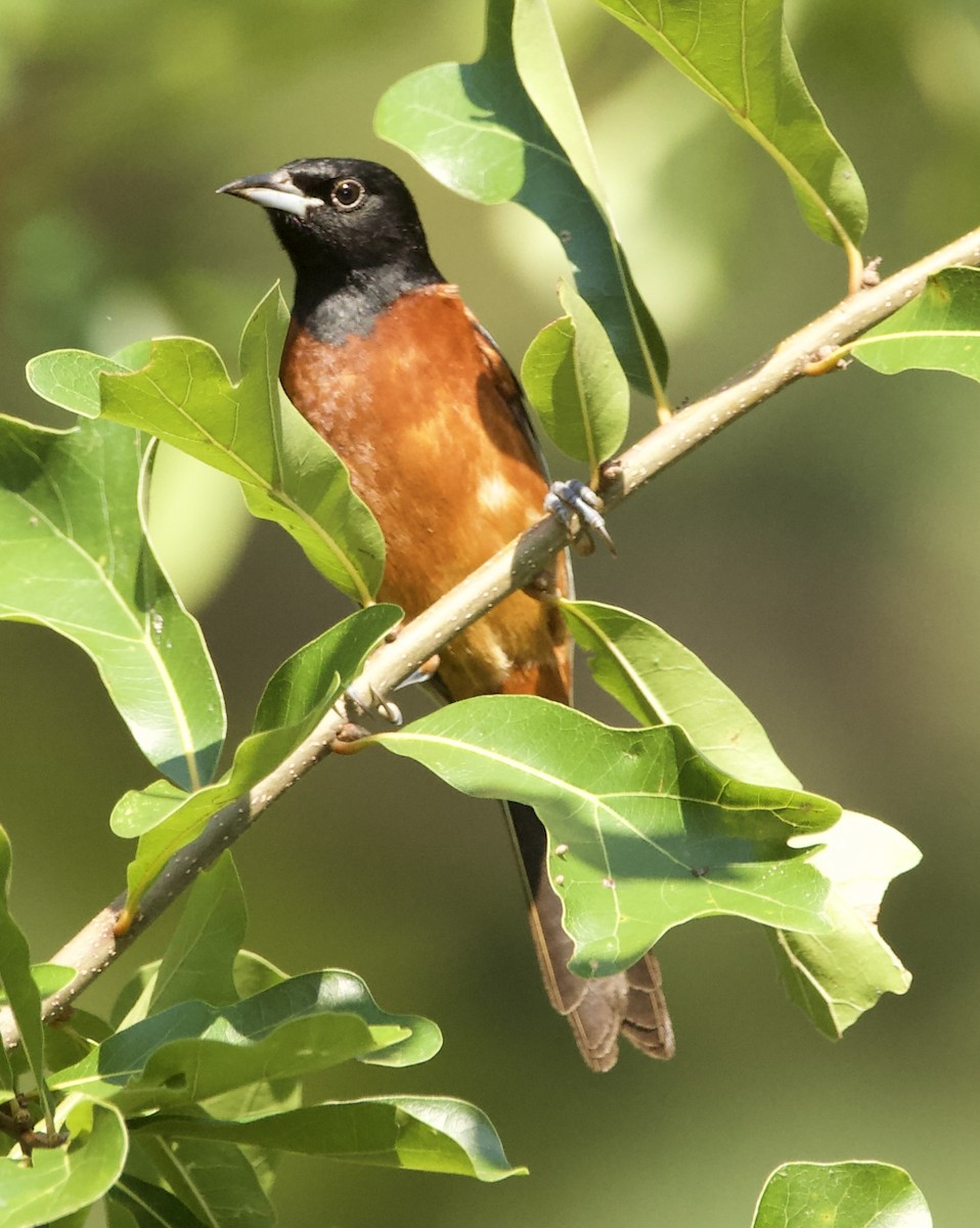 Orchard Oriole - ML469552901