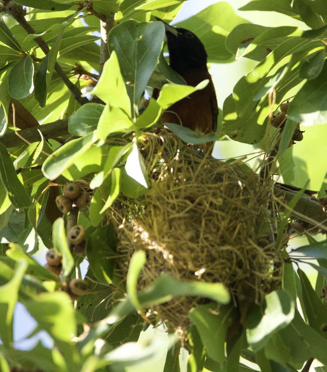 Orchard Oriole - ML469552931