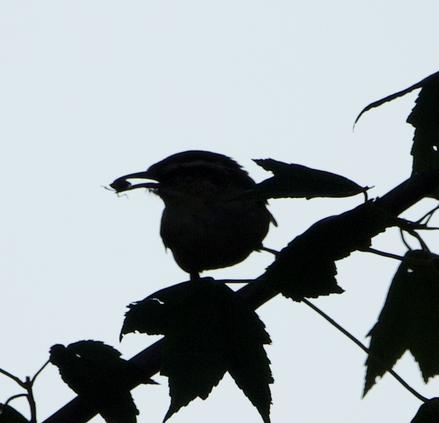 Carolina Wren - ML469552951