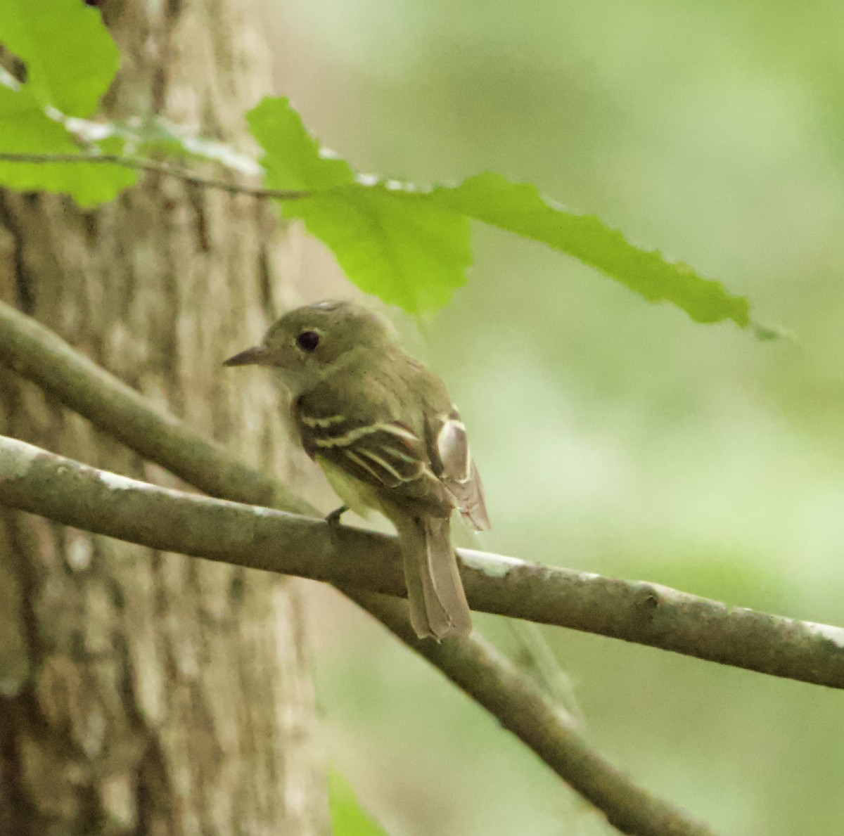 Acadian Flycatcher - ML469553461