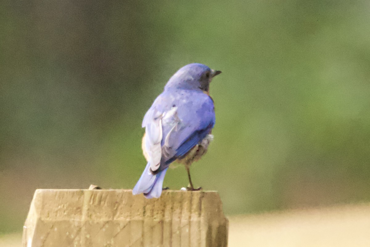 Eastern Bluebird - ML469553911