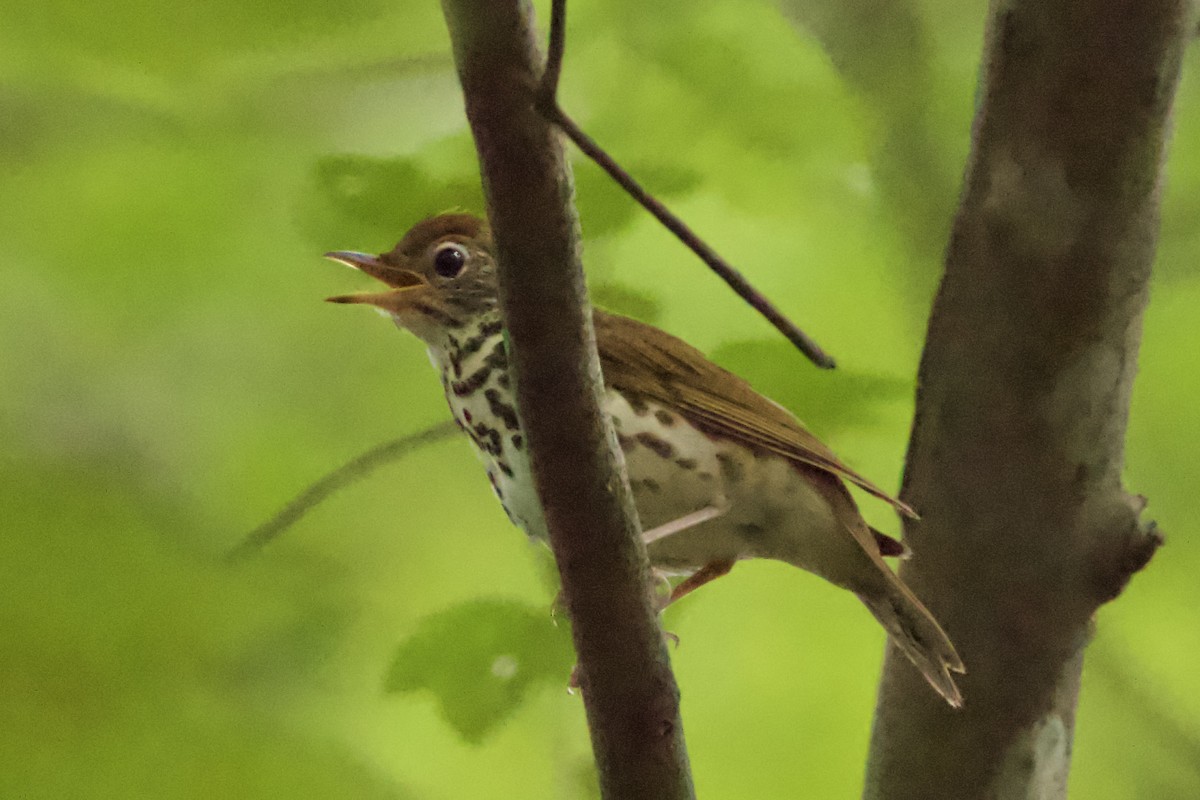 Wood Thrush - ML469554151