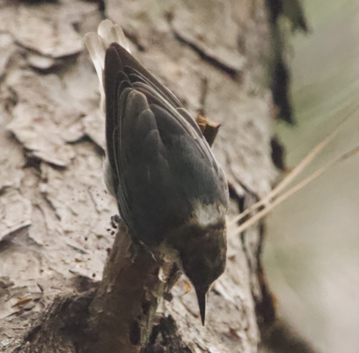 Brown-headed Nuthatch - ML469554221
