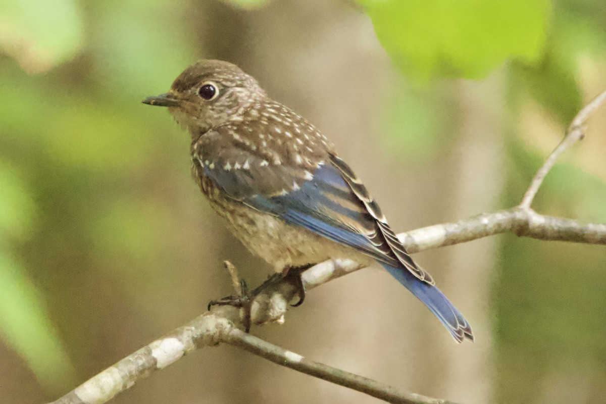 Eastern Bluebird - ML469554471