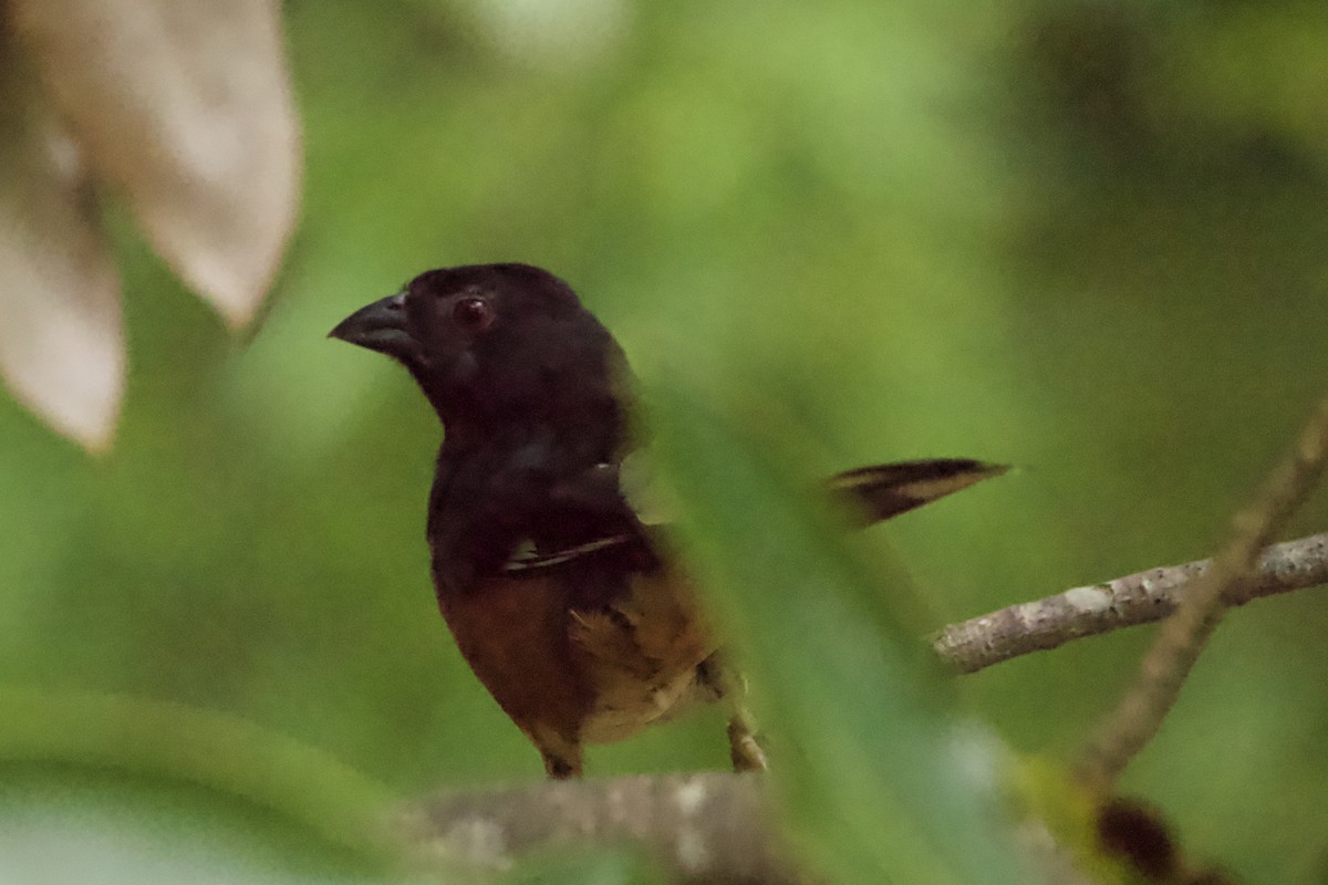 ワキアカトウヒチョウ - ML469554521