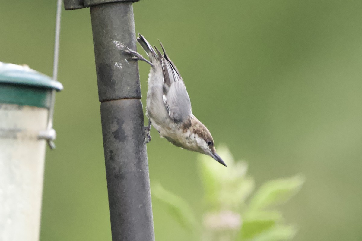 Brown-headed Nuthatch - ML469554801