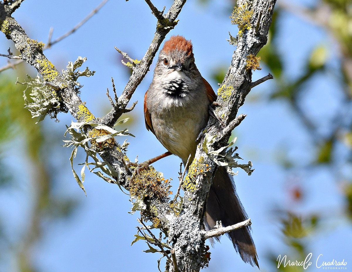 Pale-breasted Spinetail - ML469555551