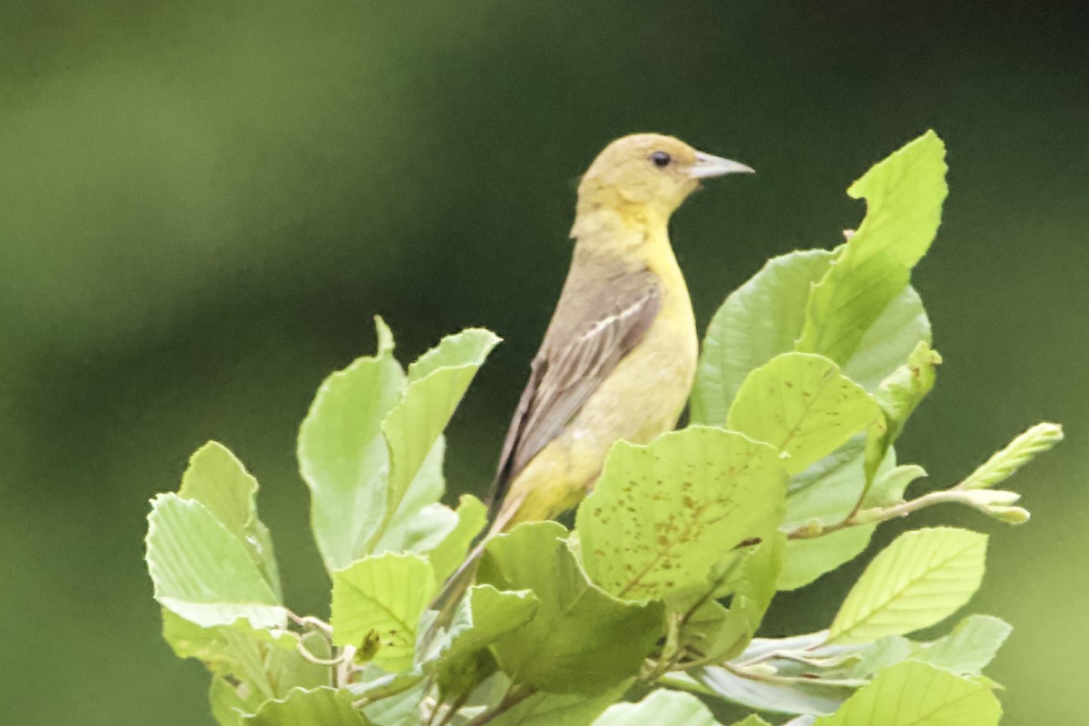Orchard Oriole - ML469555761