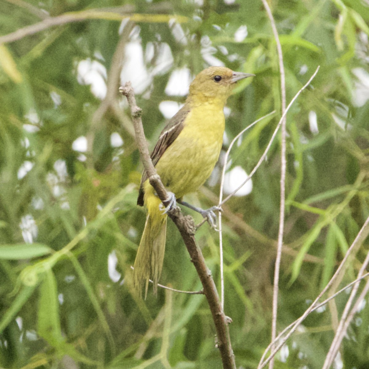 Orchard Oriole - ML469555781