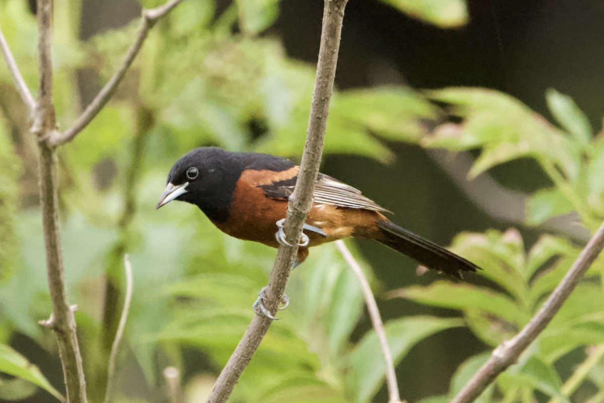 Orchard Oriole - ML469555791