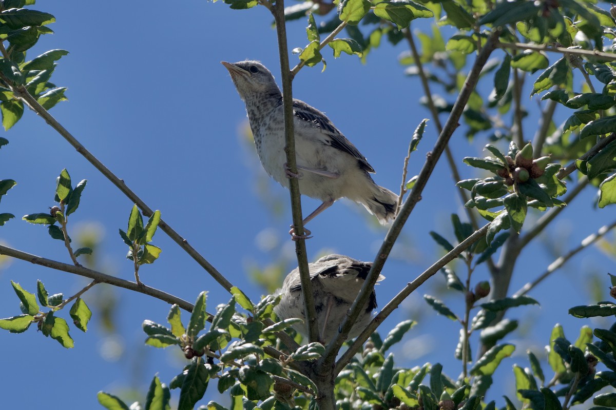 Northern Mockingbird - ML469556711