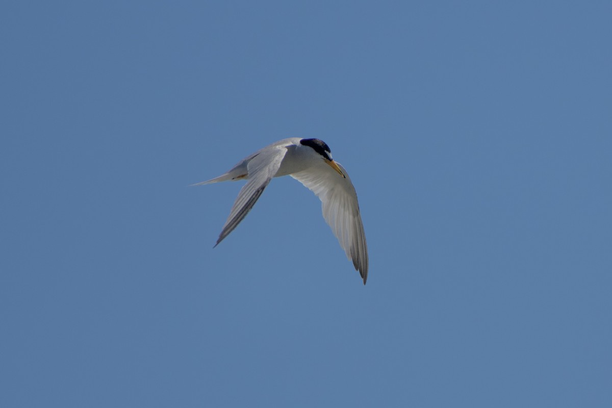 Least Tern - ML469556791