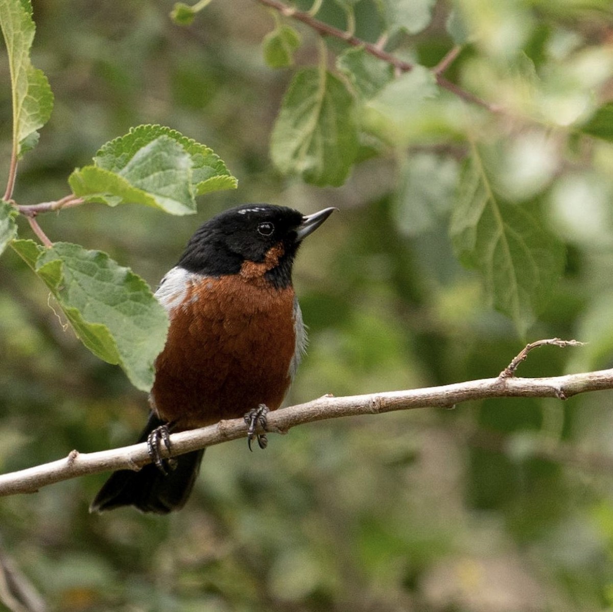 Black-throated Flowerpiercer - ML469557661