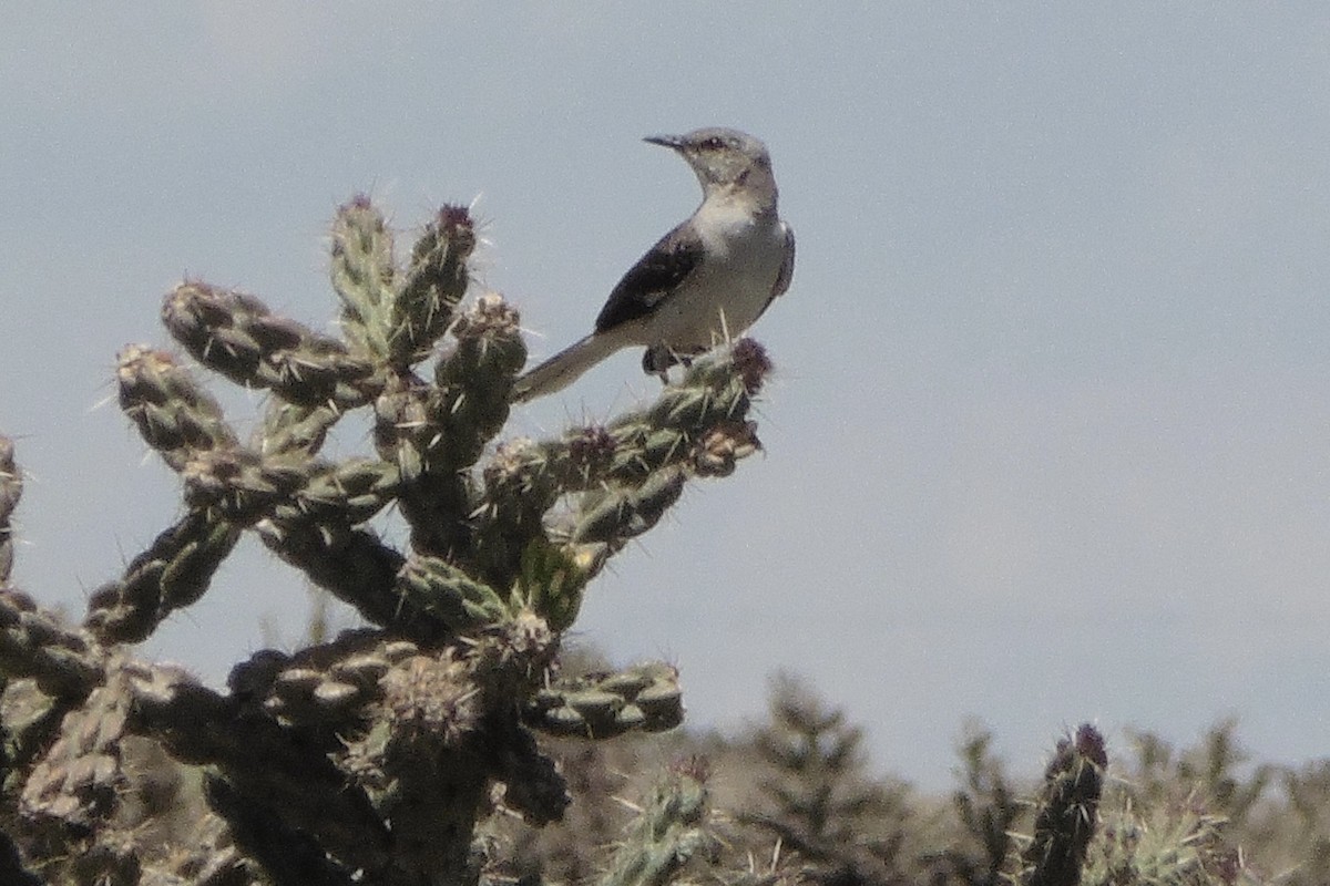 Northern Mockingbird - ML469558401