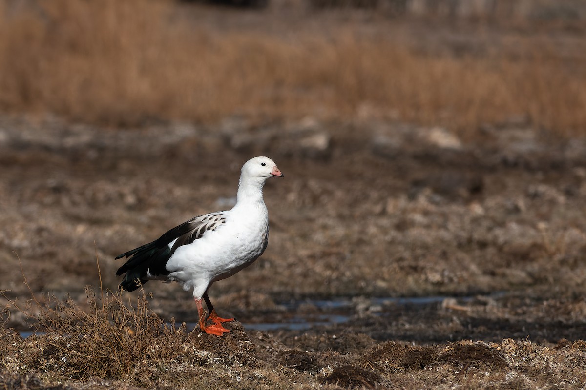 Andean Goose - Silvio Montani