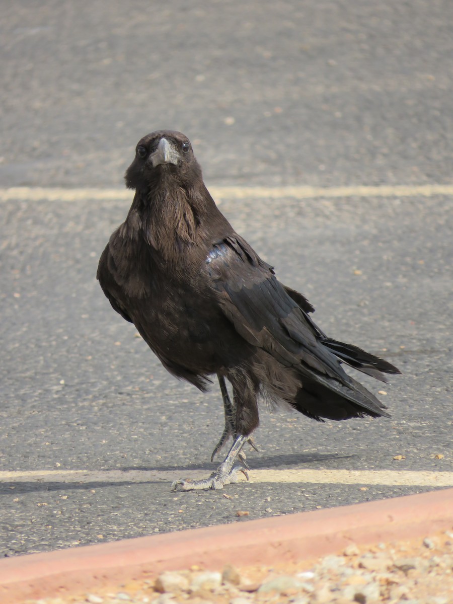 Common Raven - ML469559321