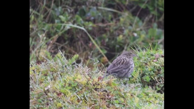 ネズミヤマシトド - ML469559721