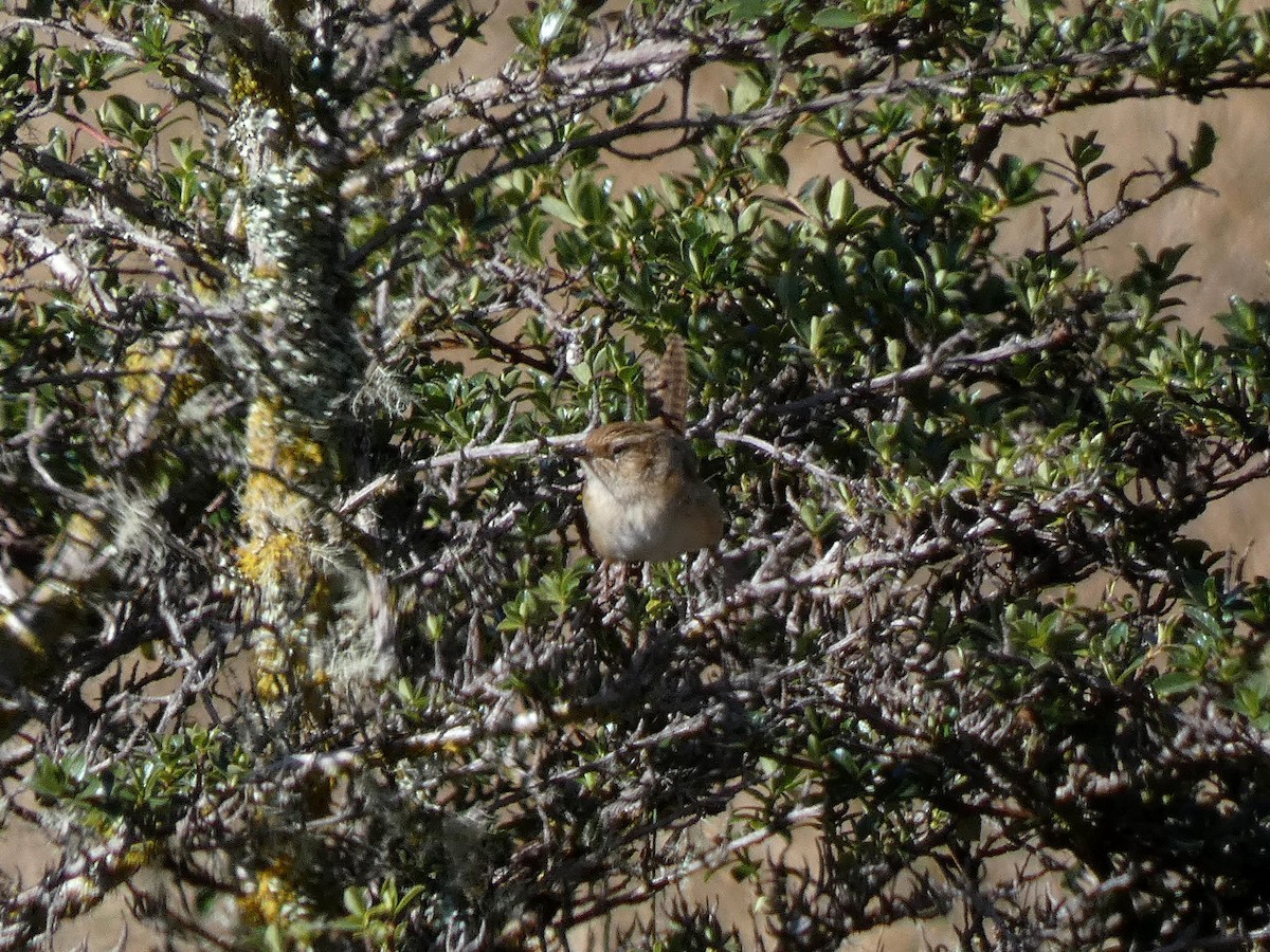 Grass Wren (Puna) - ML469560861