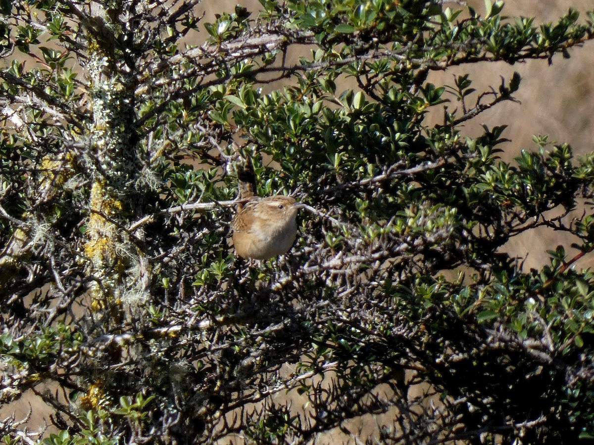 Grass Wren (Puna) - ML469560881