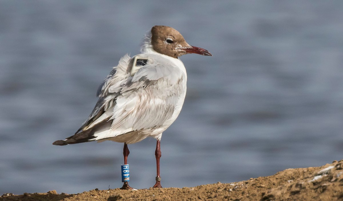 Black-headed Gull - ML469560921