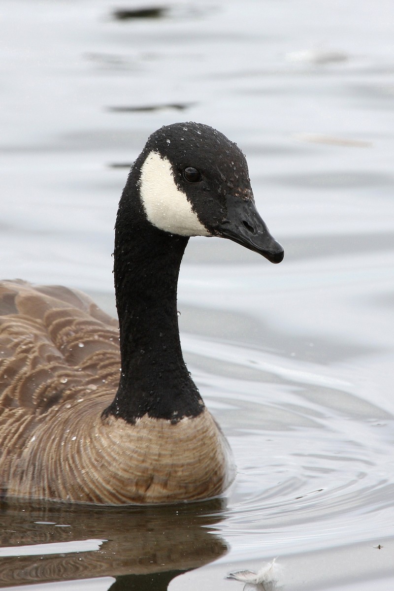 Canada Goose (canadensis Group) - ML46956191