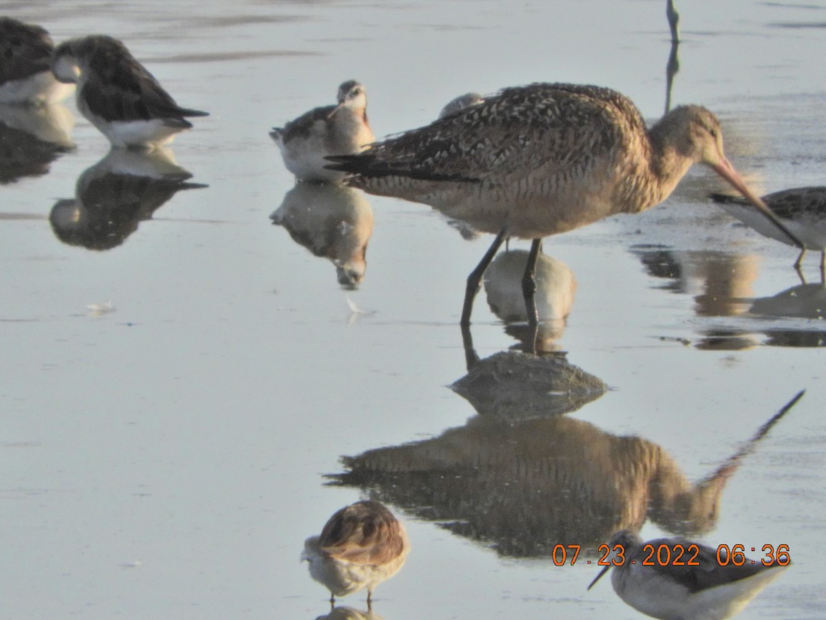 Marbled Godwit - ML469561931