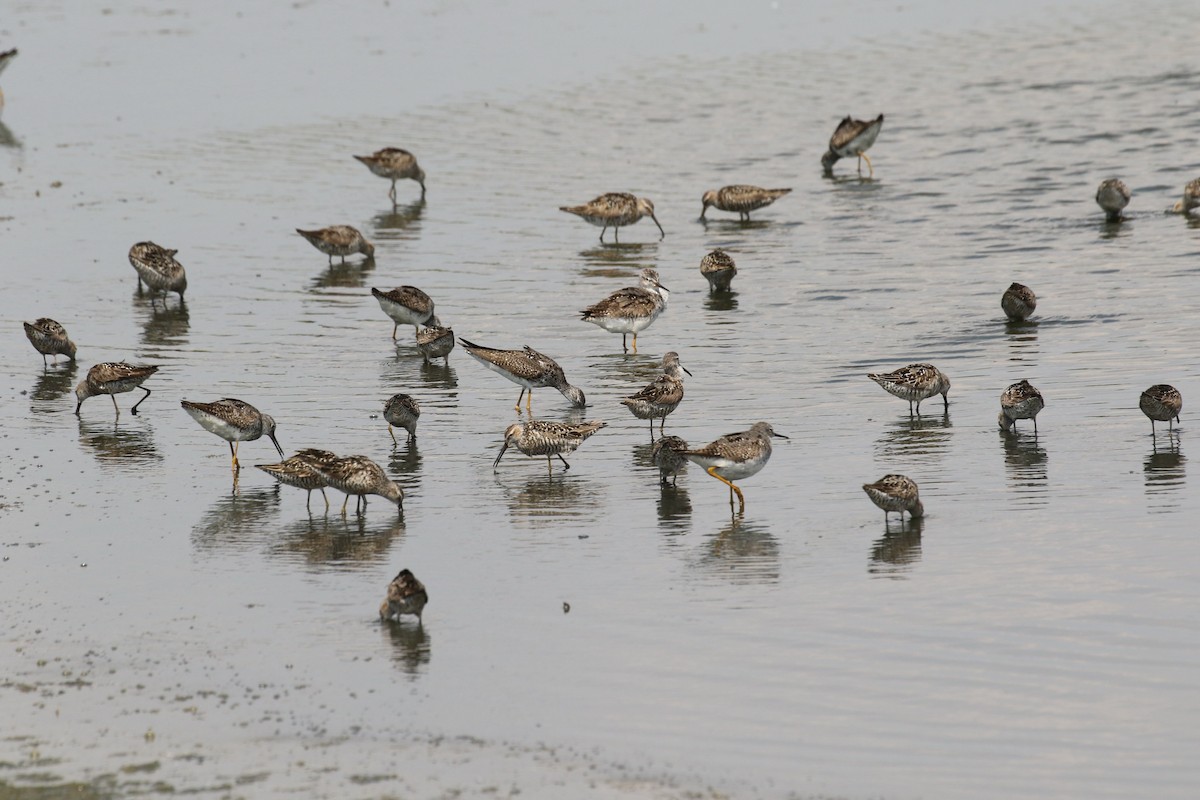 Bindenstrandläufer - ML469562301