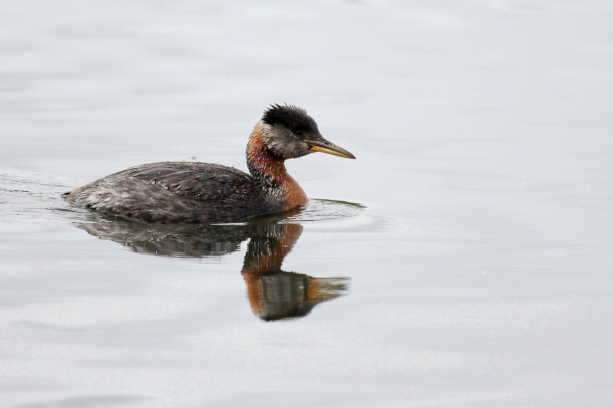 Red-necked Grebe - ML46956231