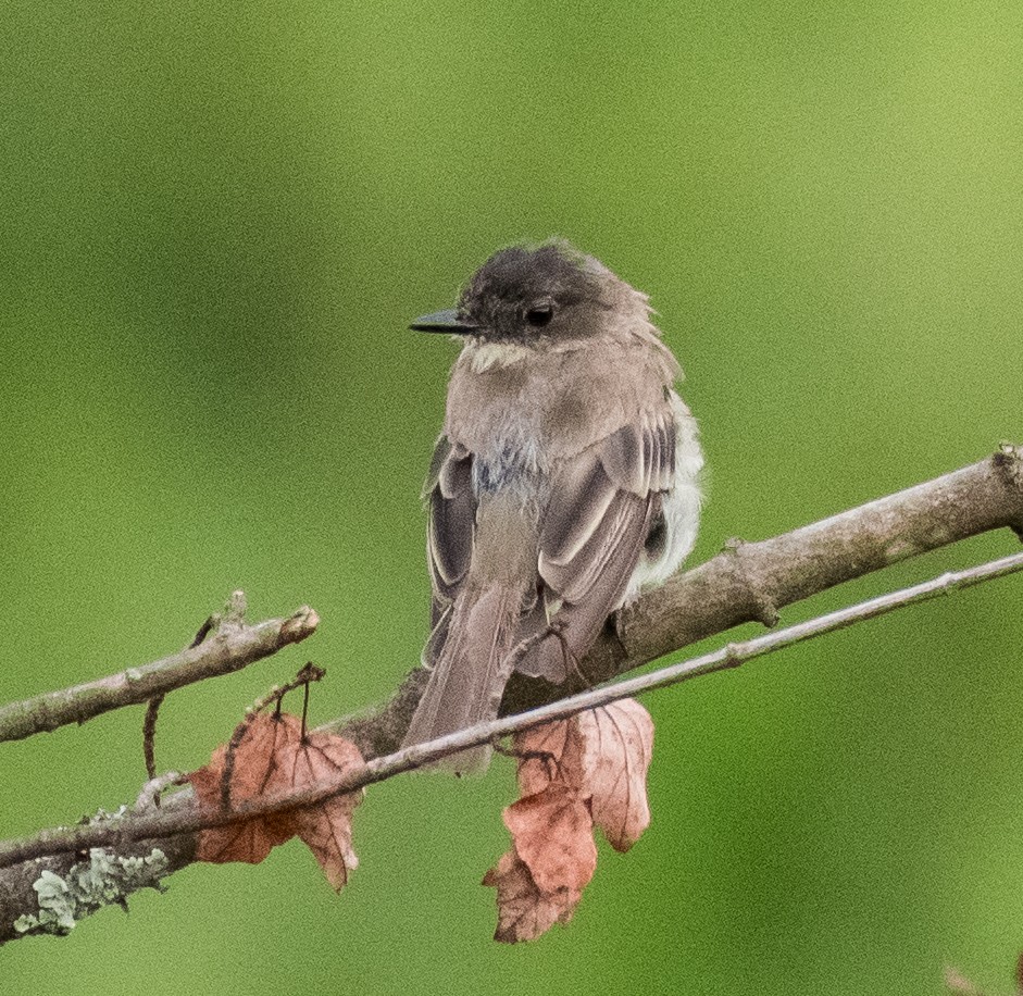 Eastern Phoebe - ML469562531