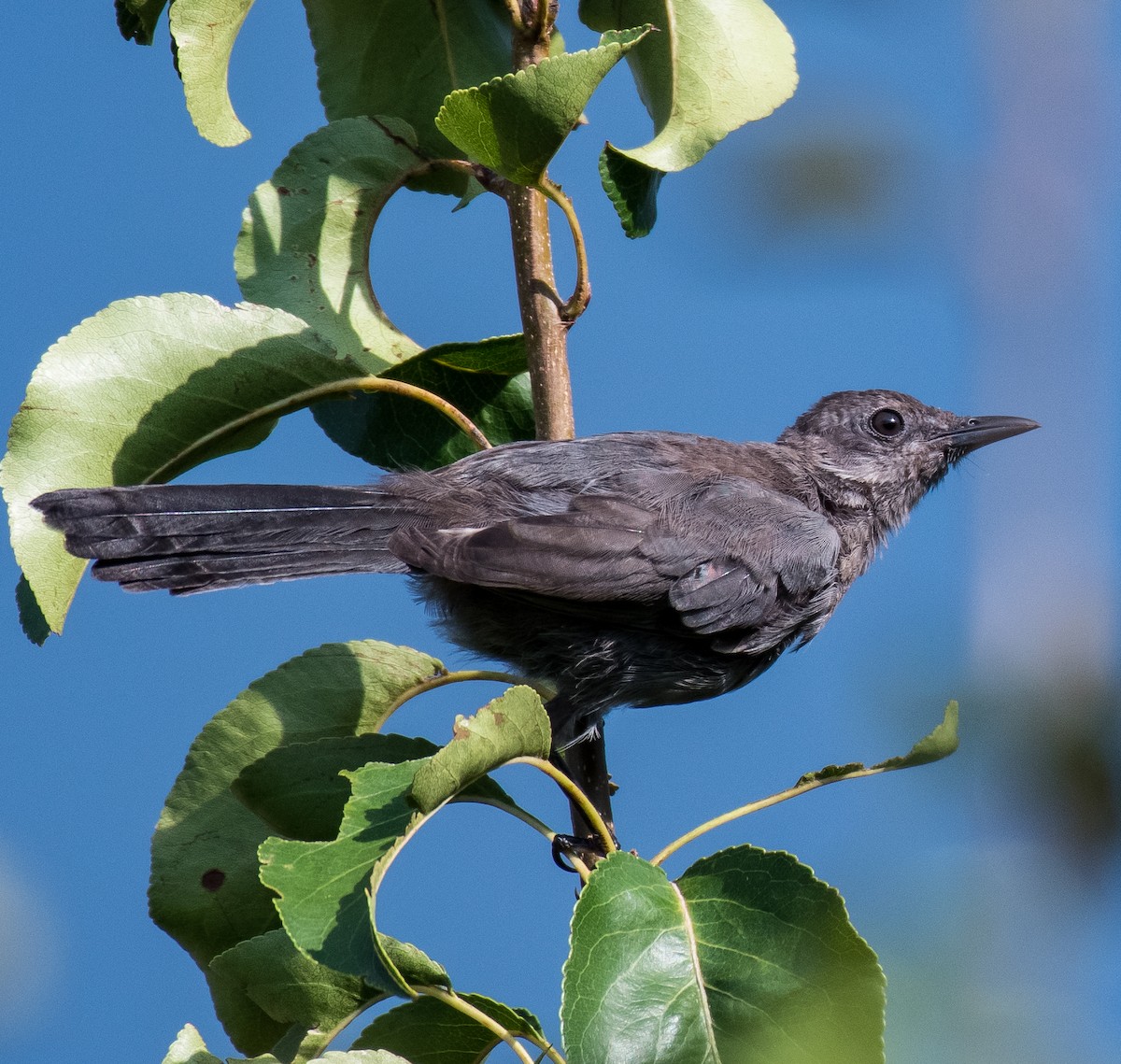 Gray Catbird - ML469562631