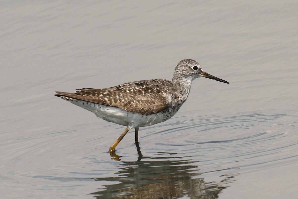 Lesser Yellowlegs - ML469562741