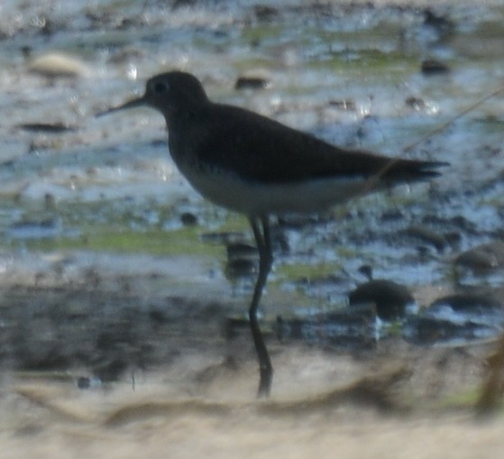 Solitary Sandpiper - ML469562781