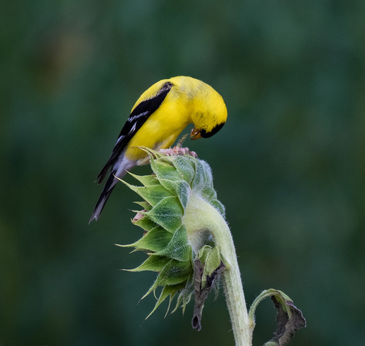 American Goldfinch - Liling Warren