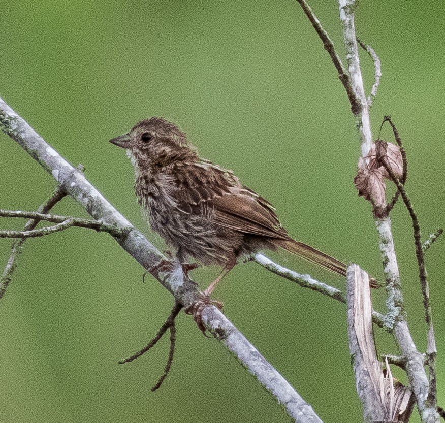 Song Sparrow - Liling Warren