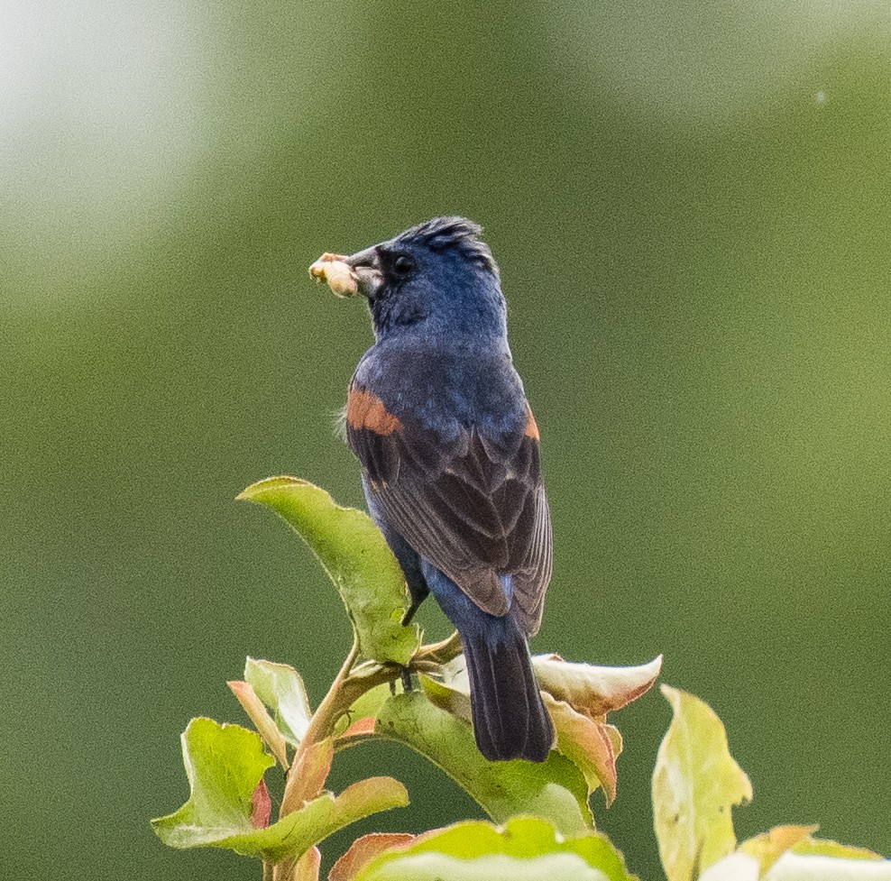 Blue Grosbeak - ML469563111