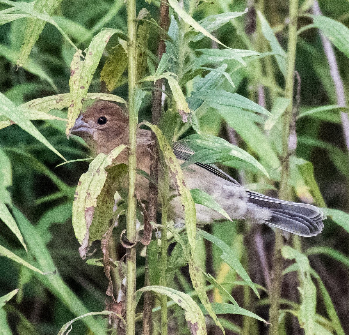 Blue Grosbeak - ML469563121