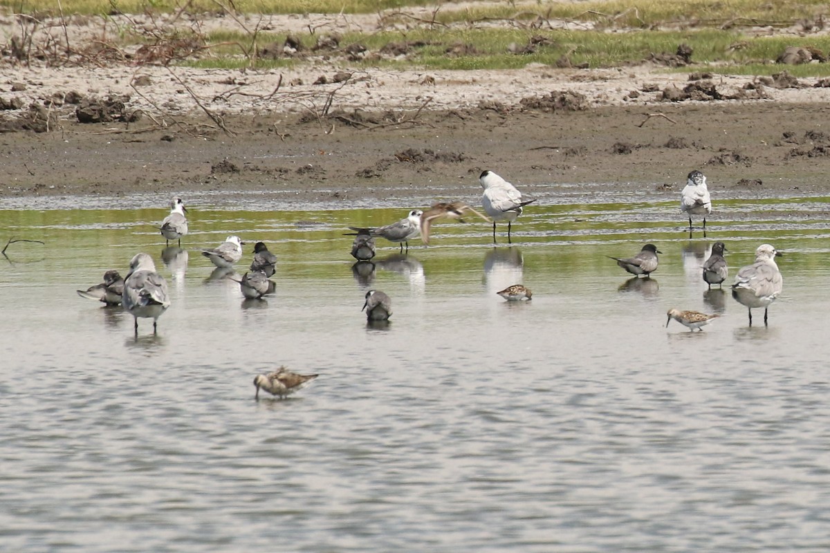 Black Tern - ML469563671