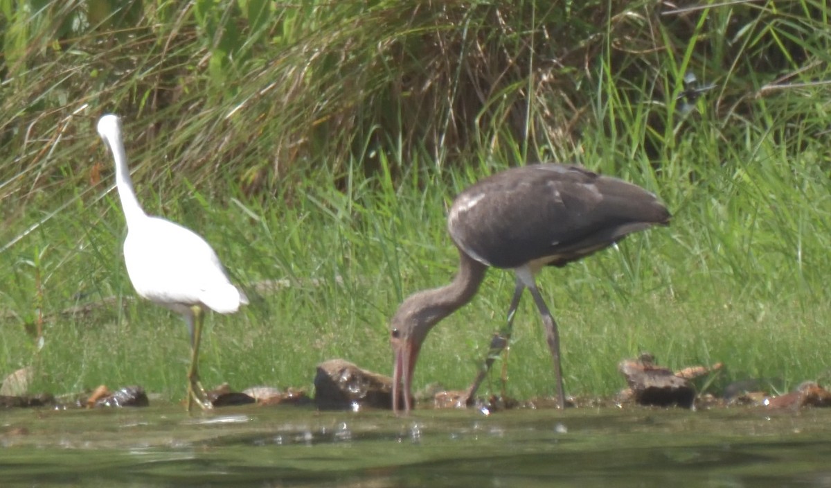 White Ibis - ML469563791