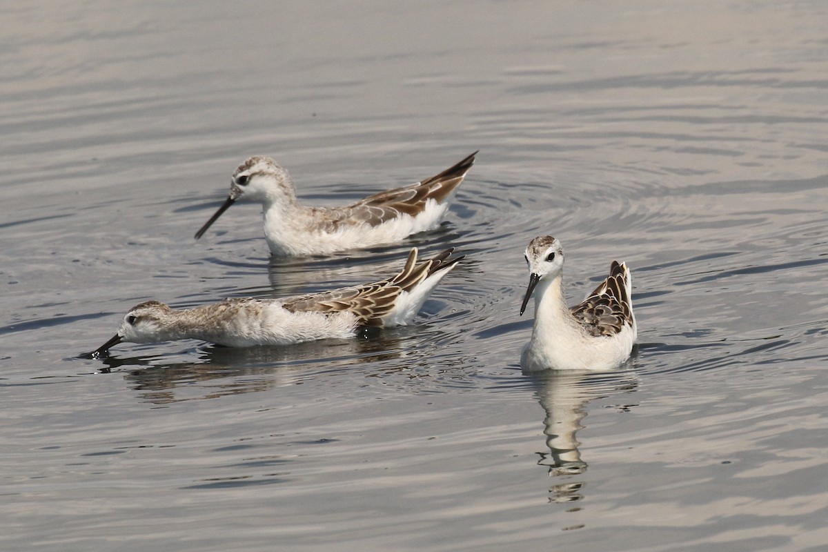 hvithalesvømmesnipe - ML469563851