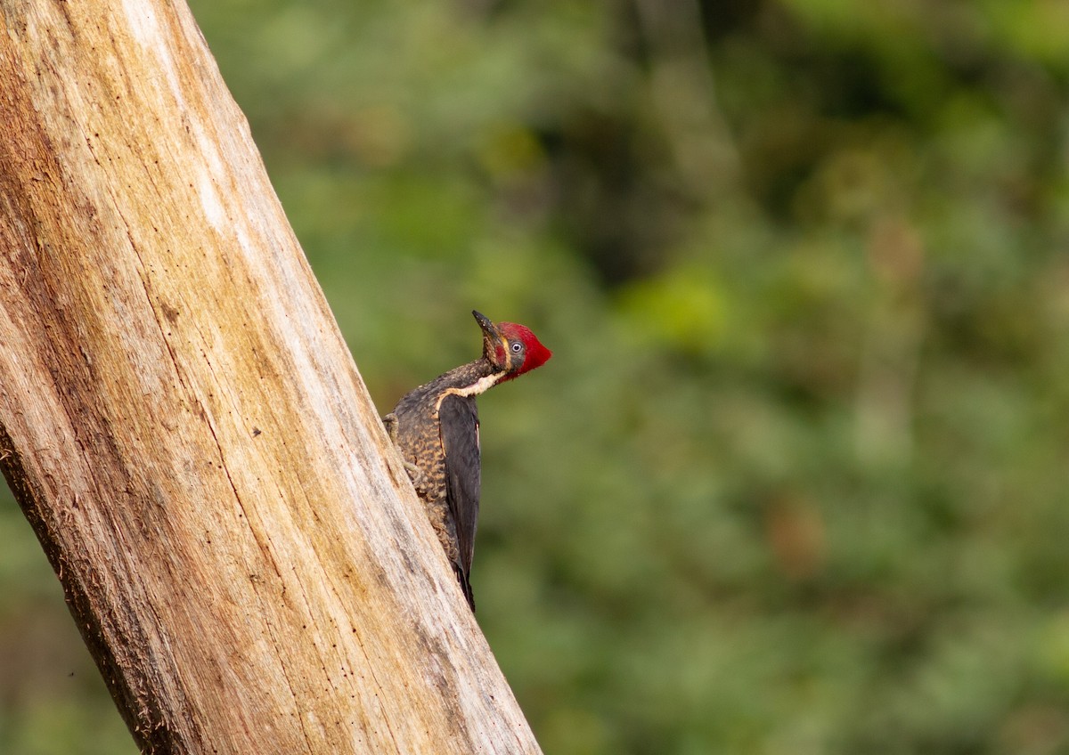 Lineated Woodpecker - Adam Sell