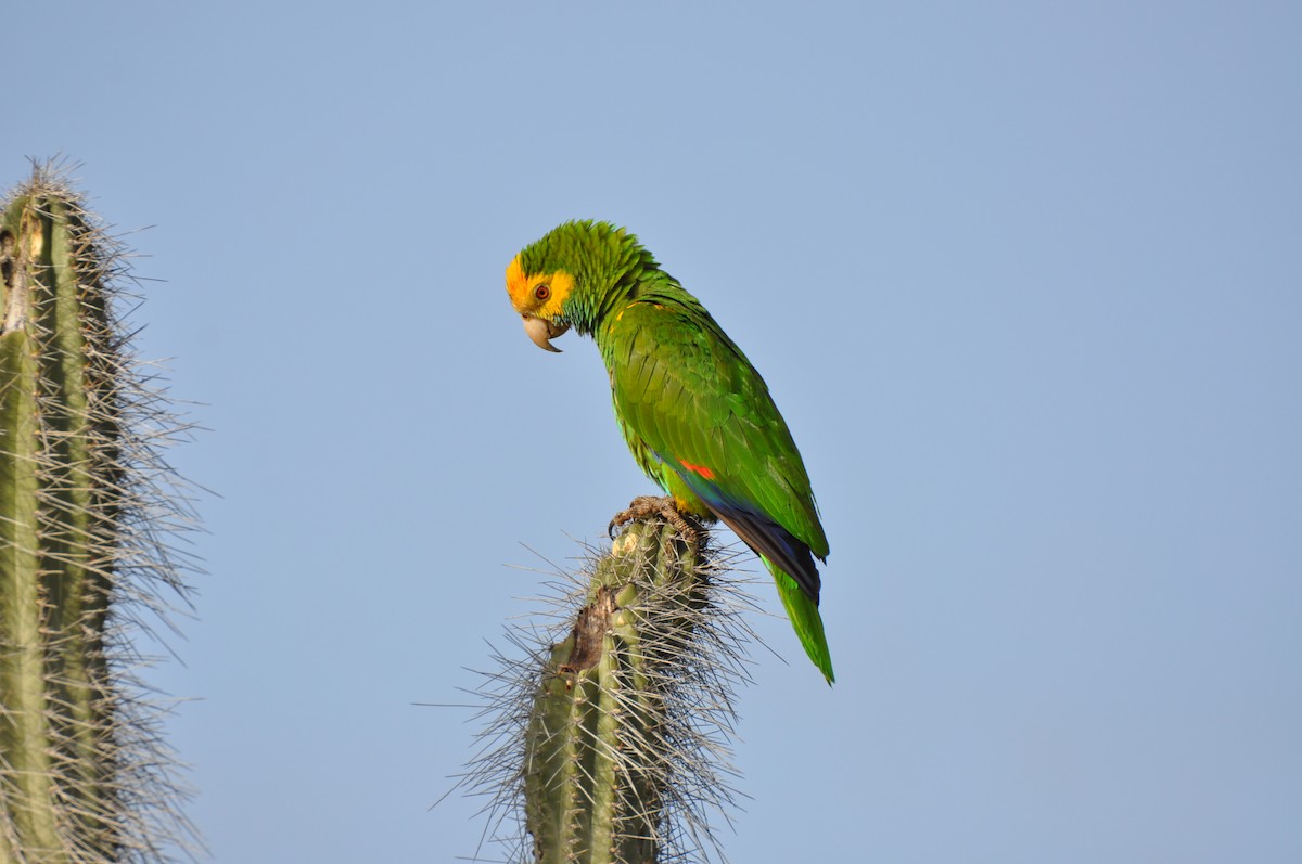 Yellow-shouldered Parrot - Niek Aarts