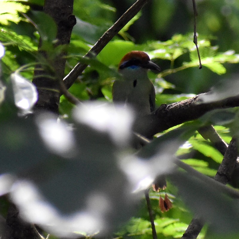 Russet-crowned Motmot - ML469566381