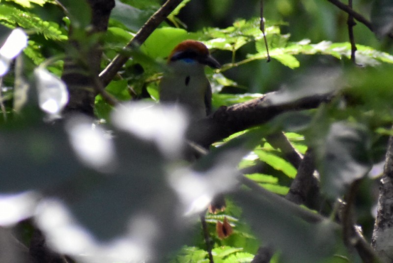 Motmot à tête rousse - ML469566391