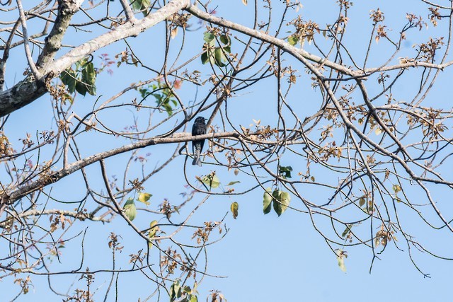 Fork-tailed/Square-tailed Drongo-Cuckoo - ML46956671