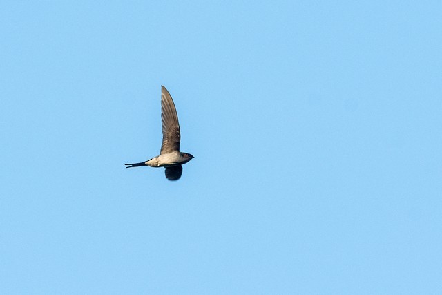 Gray-rumped Treeswift - ML46956681