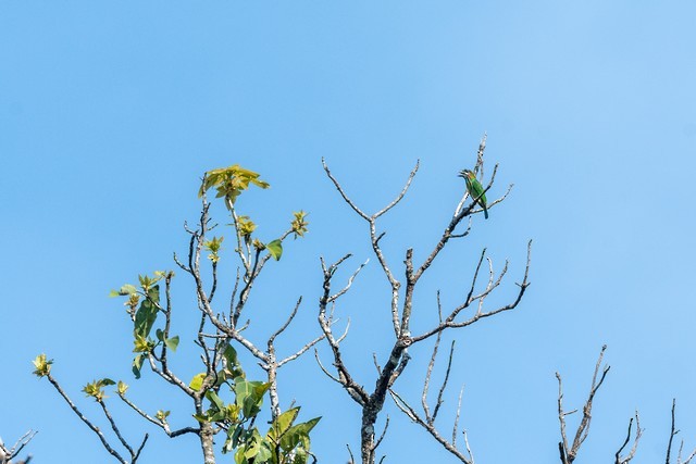 Blue-eared Barbet - ML46956731