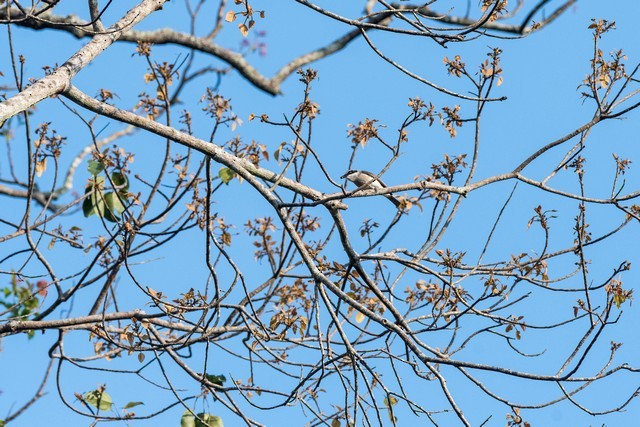 Large Woodshrike - ML46956741