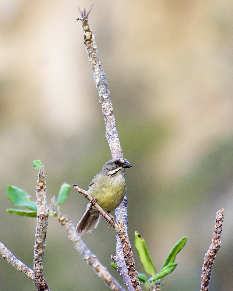 Zapata Sparrow - ML469569741