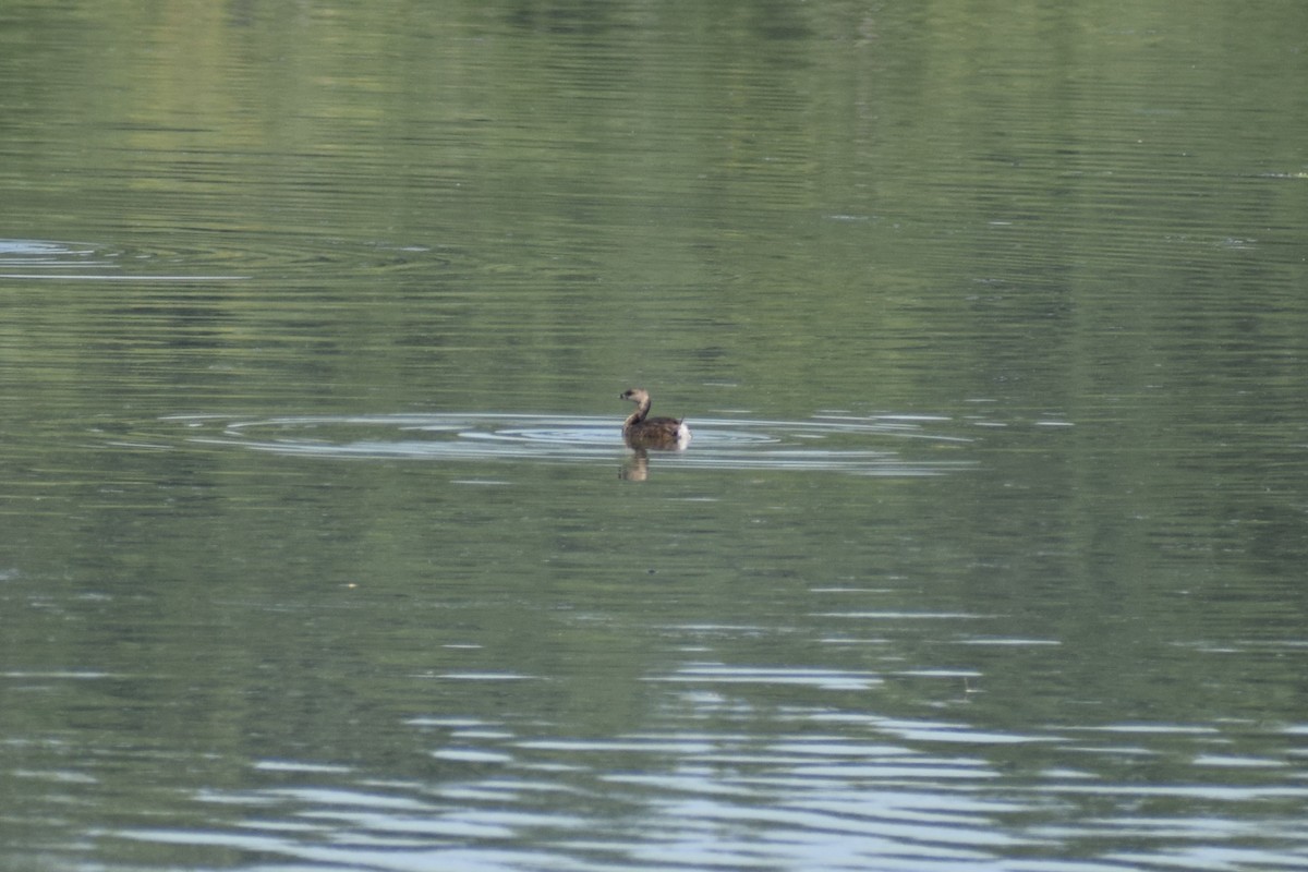 Pied-billed Grebe - ML469569801