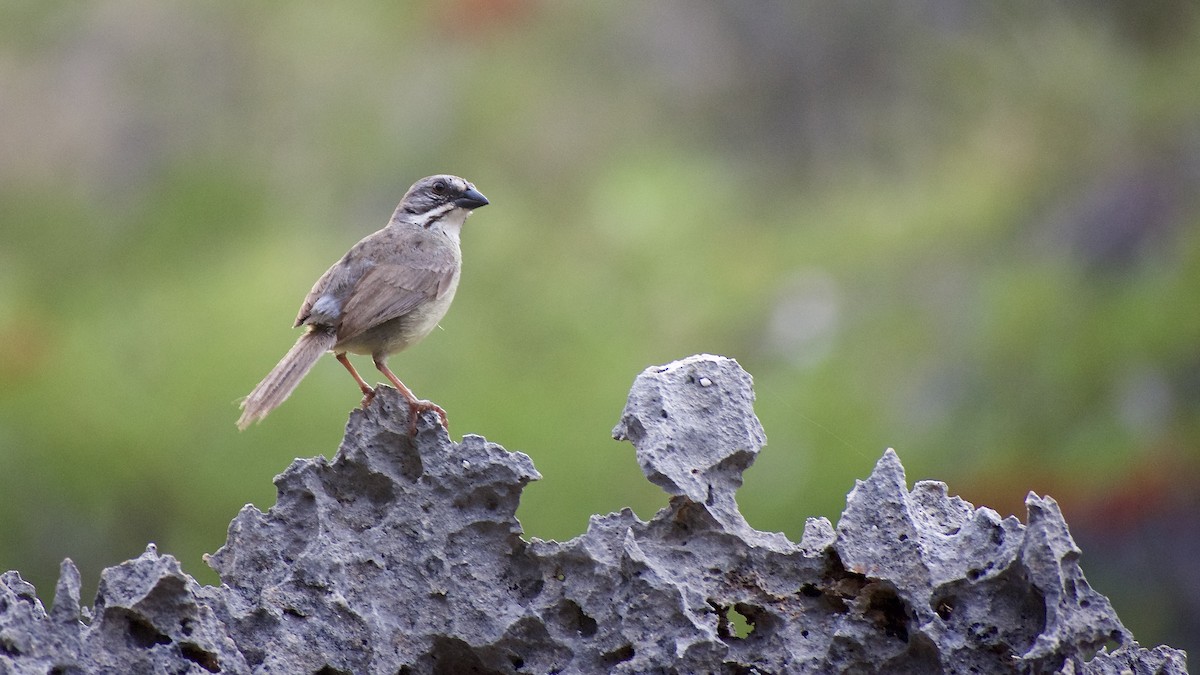 Zapata Sparrow - ML469570101